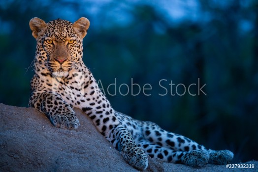 Picture of Leopard in their natural habitat - captured in the Greater Kruger National Park South Africa